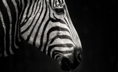 开云体育中国官网-绿茵场外的力量博弈，卡塞米罗爆发与乌克兰强势拿下玻利维亚的双重启示