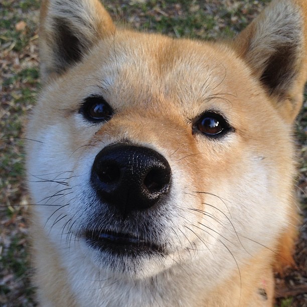 穆勒独臂擎天扛起德意志战车,苏格兰铁血突围映衬阿尔及利亚悲情